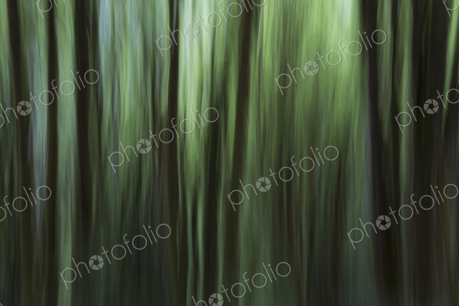 Blurred motion. A forest of Alder trees in Olympic National Park