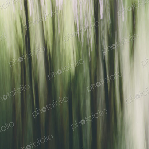 Blurred motion. A forest of Alder trees in Olympic National Park Blurred motion. A forest of Alder trees in Olympic National Park