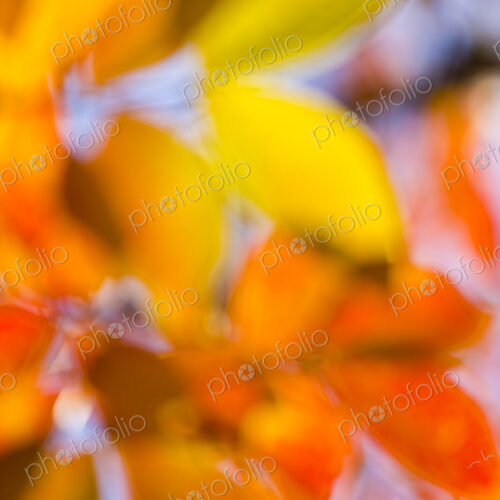 Blurred moving colorful Autumn leaves on a tree, Washington Park Arboretum, Seattle