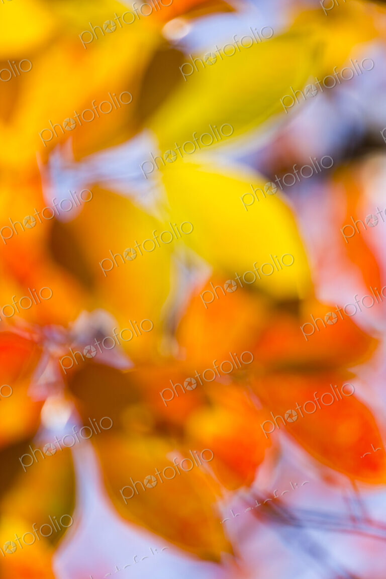 Blurred moving colorful Autumn leaves on a tree, Washington Park Arboretum, Seattle