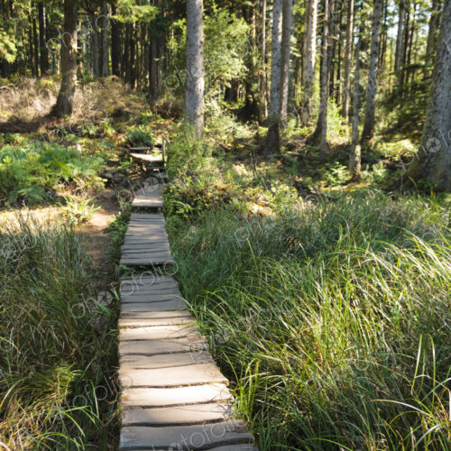 Boardwalk through the forest, trees and plants.