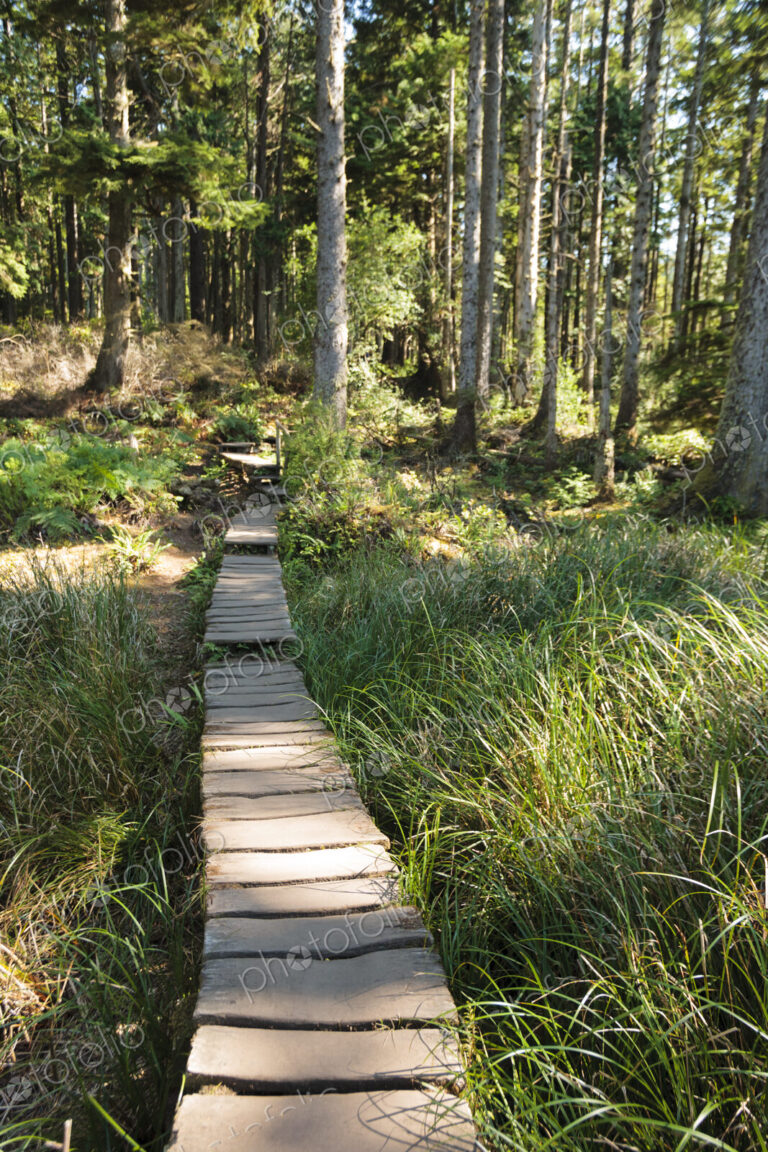 Boardwalk through the forest, trees and plants.