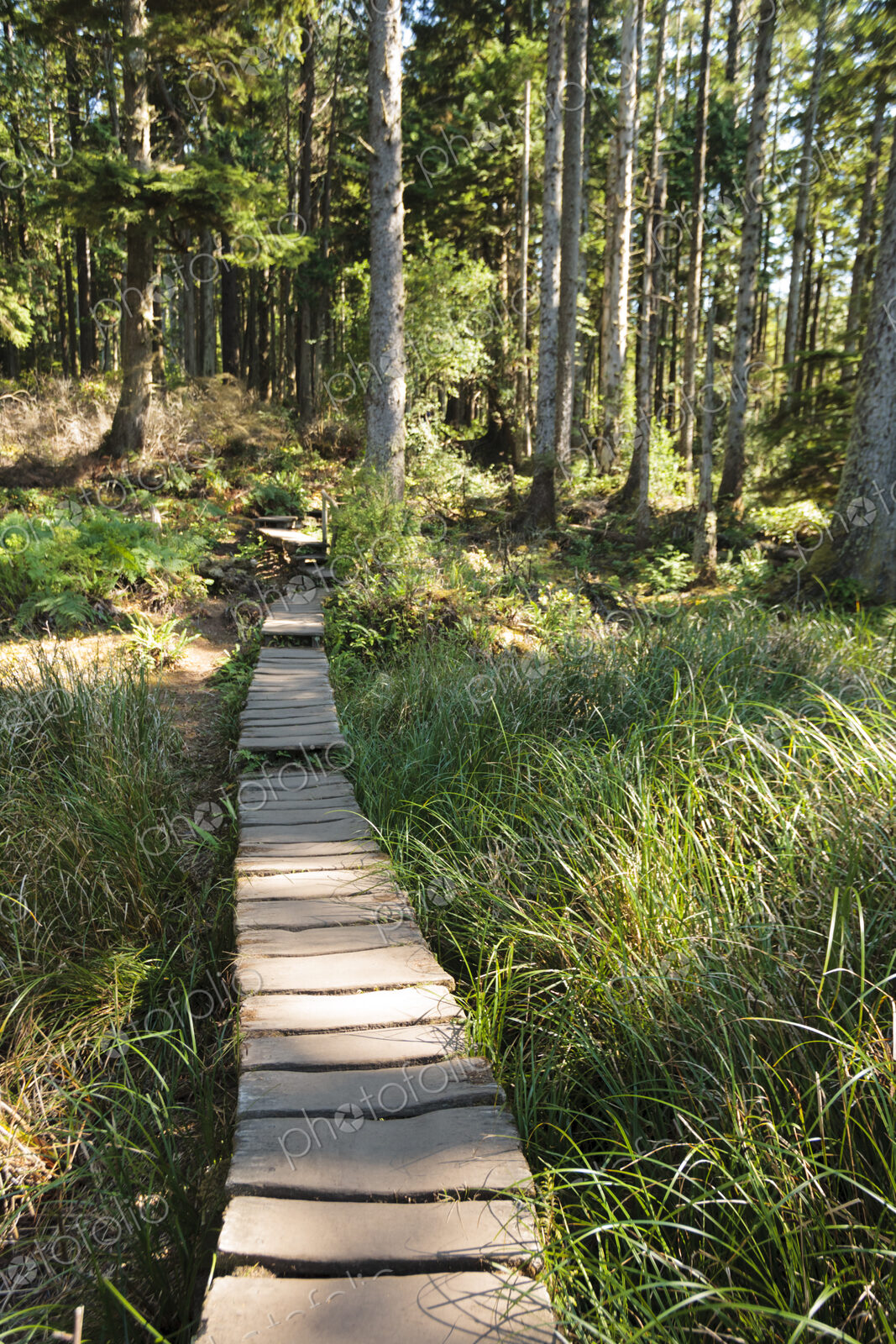 Boardwalk through the forest, trees and plants.