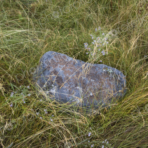 Boulder in field of marsh grasses and wildflowers in the High Sierra. Boulder in field of marsh grasses and wildflowers in the High Sierra.