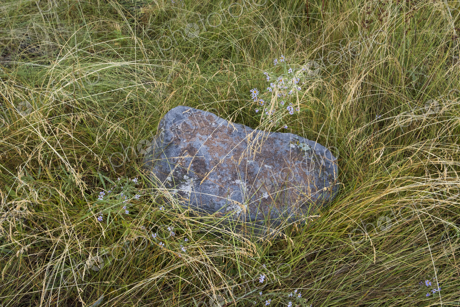 Boulder in field of marsh grasses and wildflowers in the High Sierra.