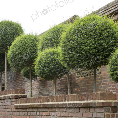 Box trees with spherical tops growing along a red brick wall.