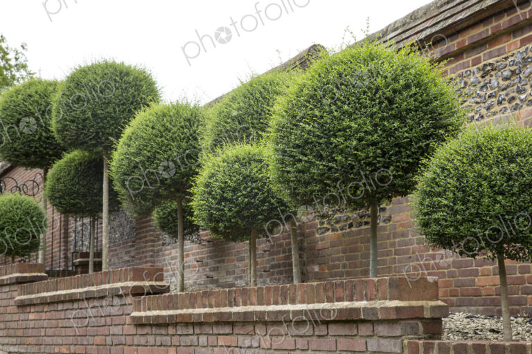 Box trees with spherical tops growing along a red brick wall.