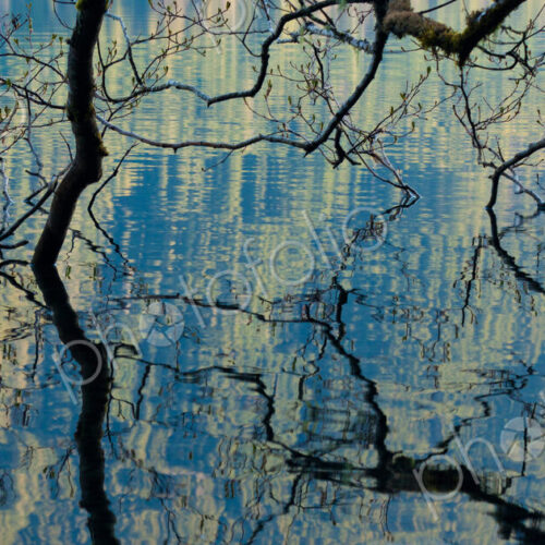 Branches dip into the surface of Lake Crescent, Olympic National Park, Washington, USA Branches dip into the surface of Lake Crescent, Olympic National Park, Washington, USA
