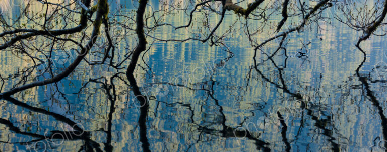 Branches dip into the surface of Lake Crescent, Olympic National Park, Washington, USA