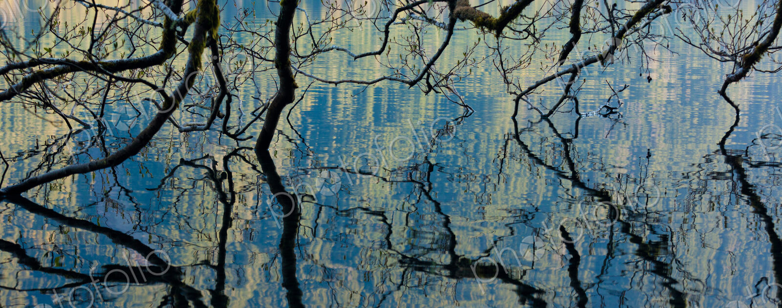 Branches dip into the surface of Lake Crescent, Olympic National Park, Washington, USA