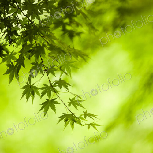 Branches of a Japanese Maple tree with green leaves, outline of the distinctive… Branches of a Japanese Maple tree with green leaves, outline of the distinctive…