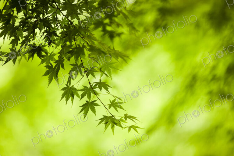 Branches of a Japanese Maple tree with green leaves, outline of the distinctive…
