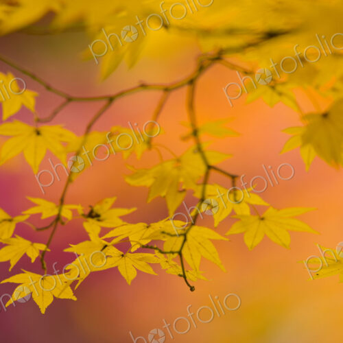 Branches of a Japanese Maple tree with vibrant red leaves, autumn foliage. Palmate… Branches of a Japanese Maple tree with vibrant red leaves, autumn foliage. Palmate…