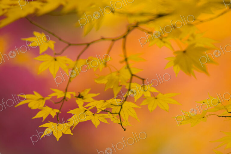 Branches of a Japanese Maple tree with vibrant red leaves, autumn foliage. Palmate…