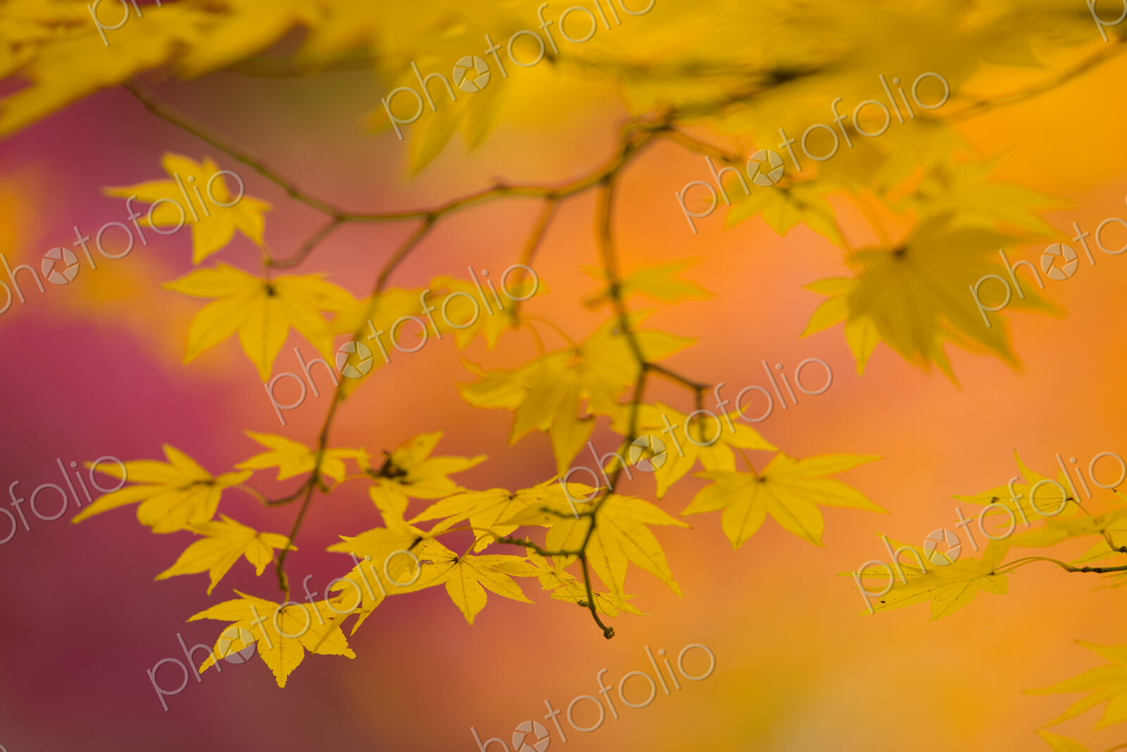 Branches of a Japanese Maple tree with vibrant red leaves, autumn foliage. Palmate…
