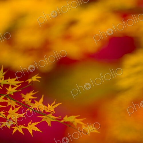 Branches of a Japanese Maple tree with vibrant red leaves, autumn foliage. Palmate… Branches of a Japanese Maple tree with vibrant red leaves, autumn foliage. Palmate…