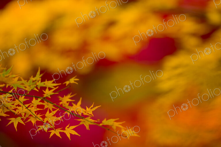 Branches of a Japanese Maple tree with vibrant red leaves, autumn foliage. Palmate…