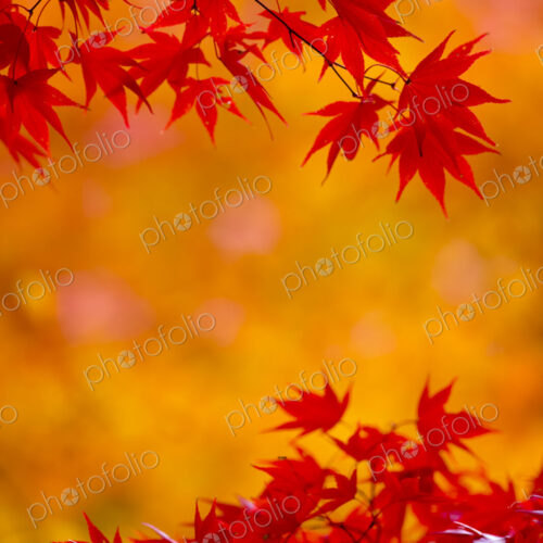 Branches of a Japanese Maple tree with vibrant red leaves, autumn foliage. Palmate… Branches of a Japanese Maple tree with vibrant red leaves, autumn foliage. Palmate…