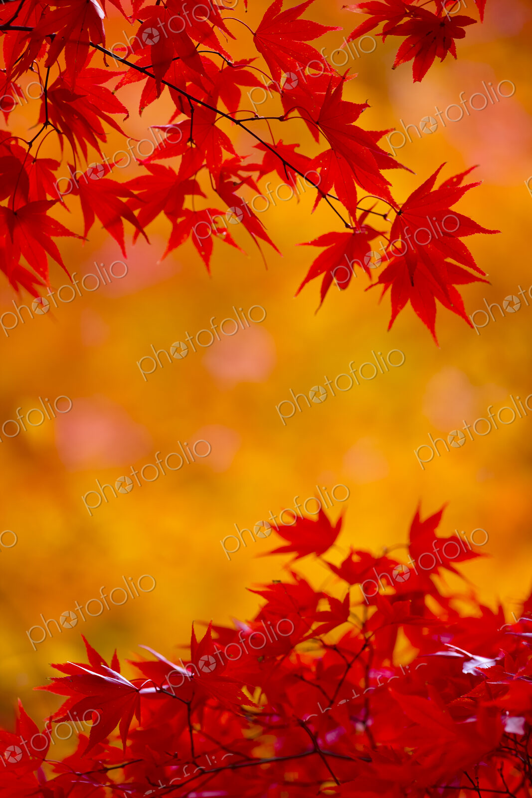 Branches of a Japanese Maple tree with vibrant red leaves, autumn foliage. Palmate…