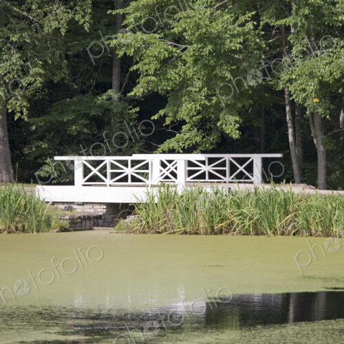 Bridge Over an Algae Covered Pond
