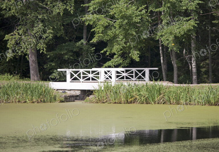 Bridge Over an Algae Covered Pond