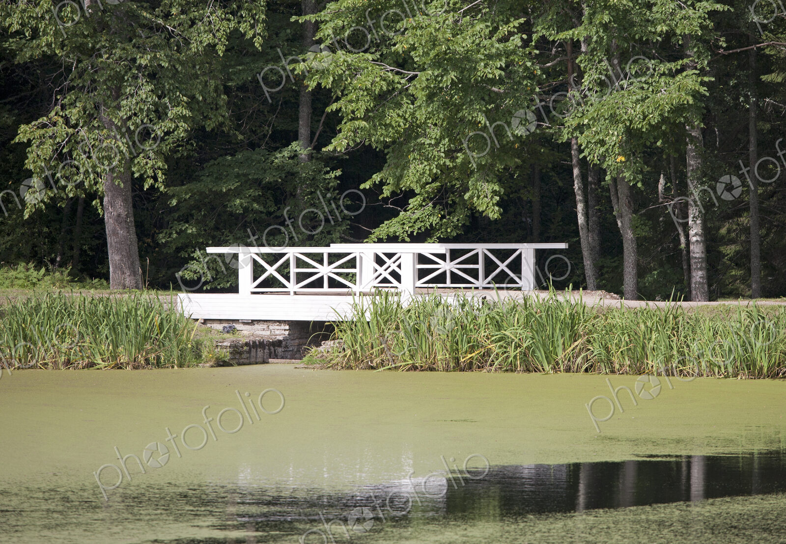 Bridge Over an Algae Covered Pond