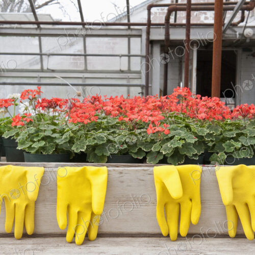 Bright Yellow Rubber Gloves and Geraniums