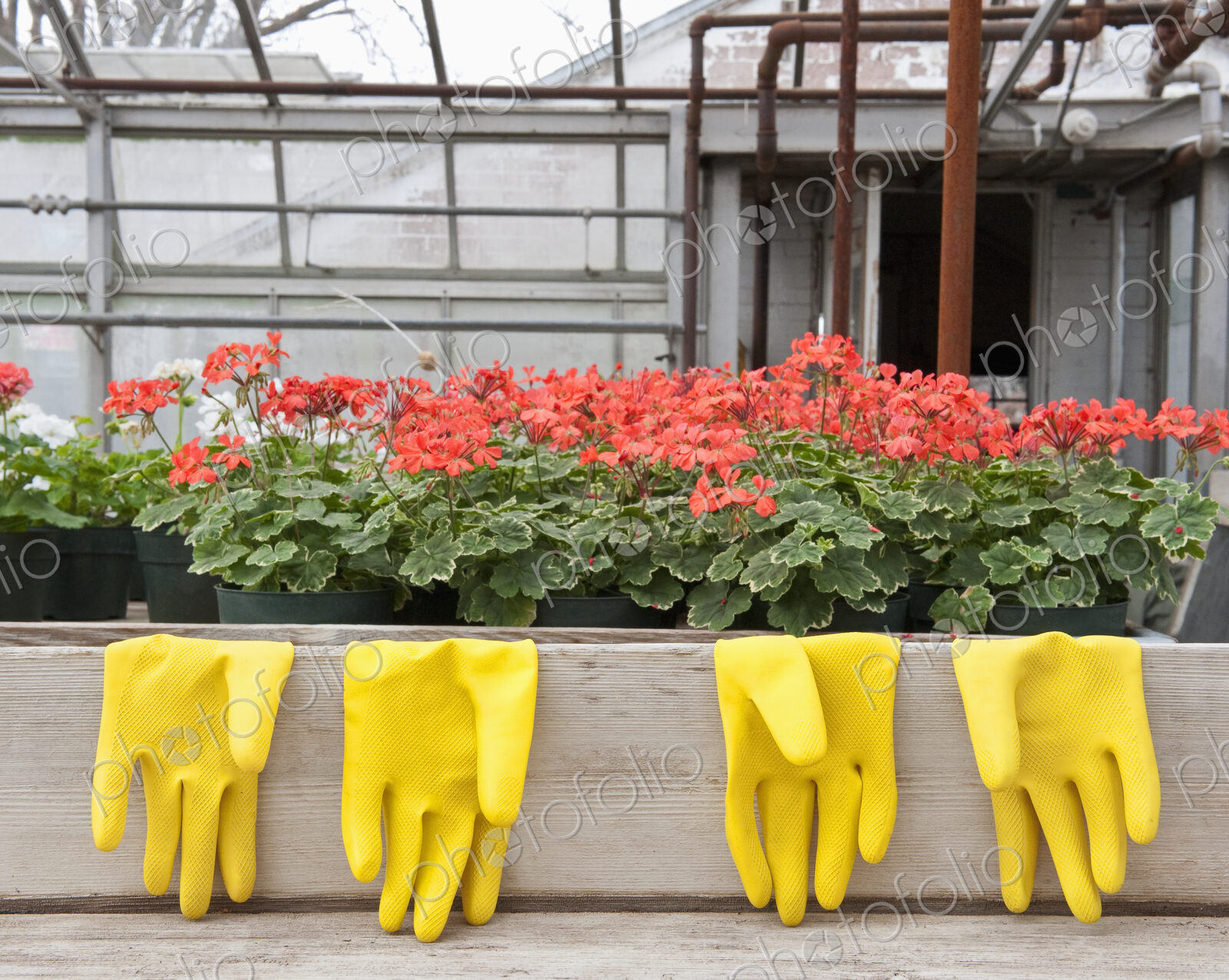 Bright Yellow Rubber Gloves and Geraniums