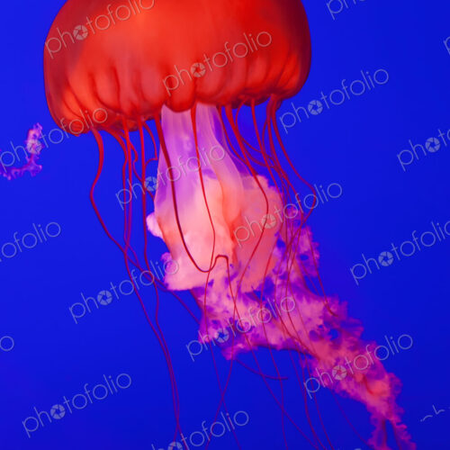Bright red Pacific Sea Nettle Jellyfish in an aquarium, bright blue background.
