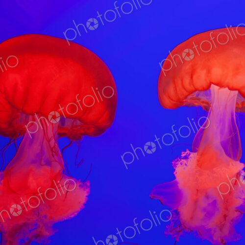 Bright red Pacific Sea Nettle Jellyfish in an aquarium, bright blue background.