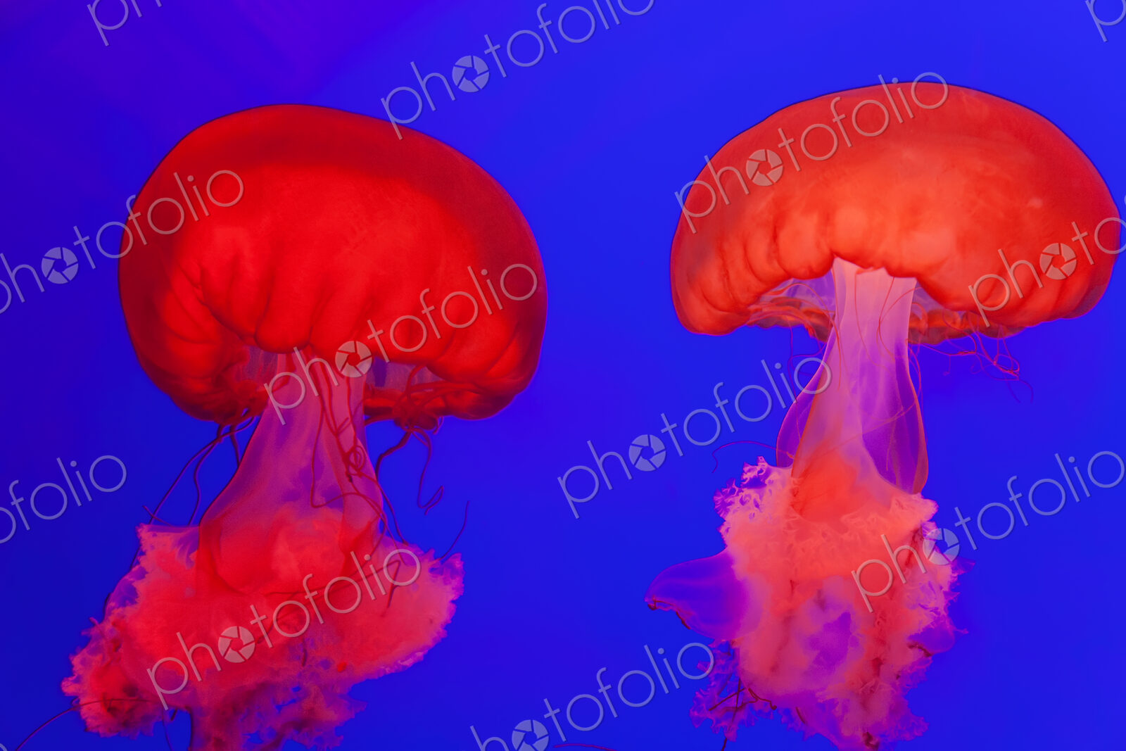 Bright red Pacific Sea Nettle Jellyfish in an aquarium, bright blue background.
