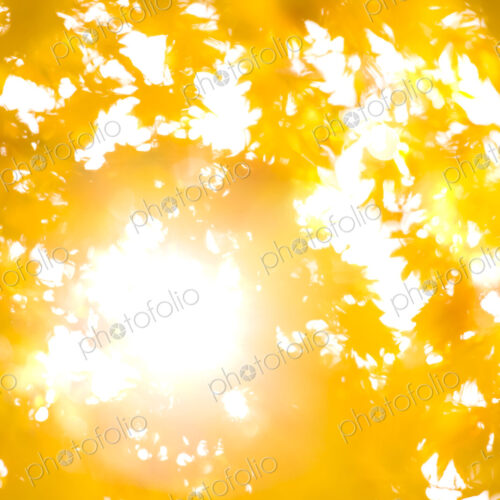 Bright sunlight through Autumn leaves, Washington Park Arboretum, Seattle, WA, USA Bright sunlight through Autumn leaves, Washington Park Arboretum, Seattle, WA, USA