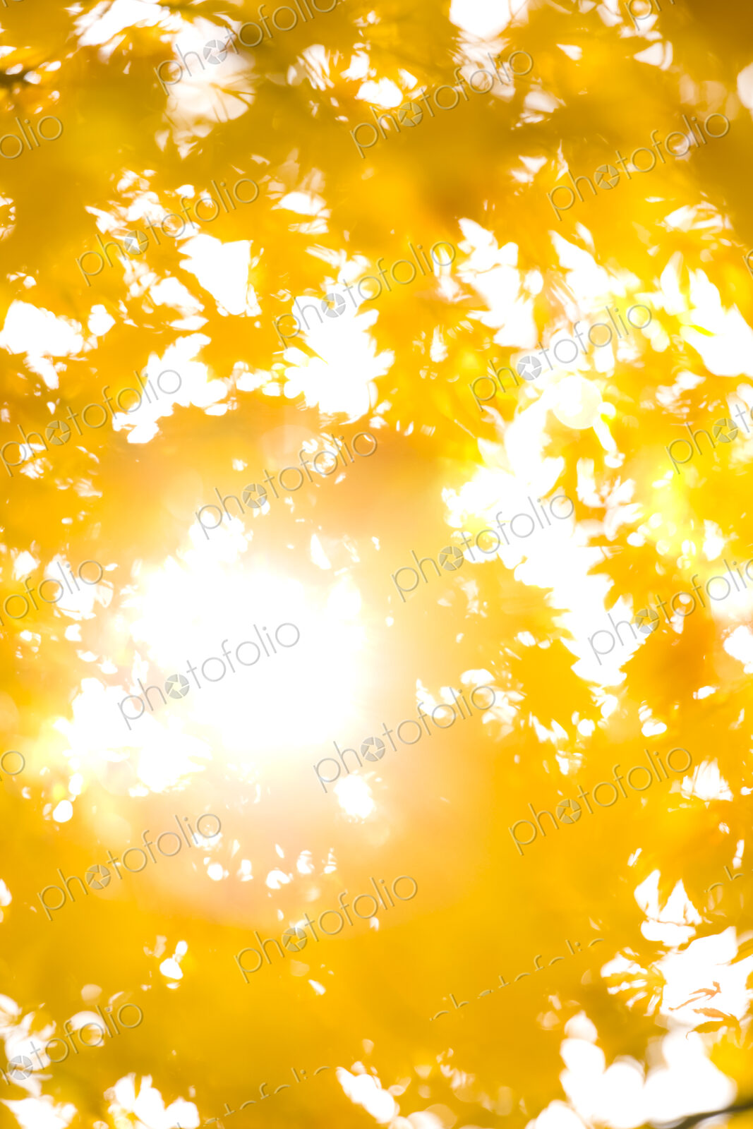 Bright sunlight through Autumn leaves, Washington Park Arboretum, Seattle, WA, USA