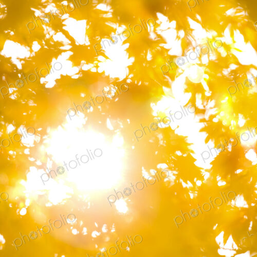 Bright sunlight through Autumn maple tree leaves, Seattle Bright sunlight through Autumn maple tree leaves, Seattle