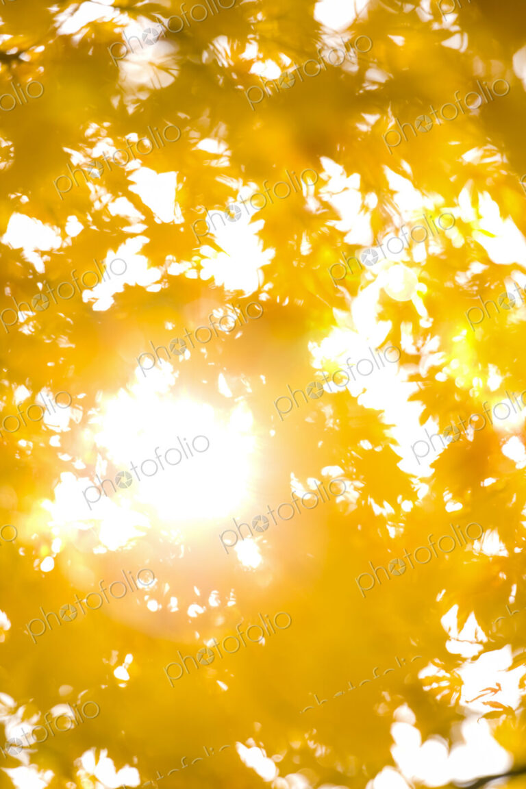 Bright sunlight through Autumn maple tree leaves, Seattle