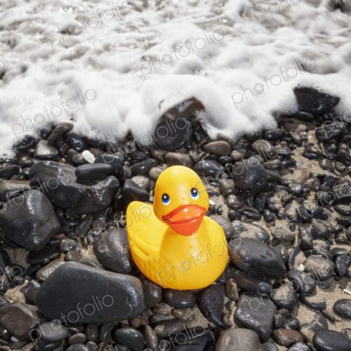 Bright yellow rubber duck sits on wet rocks at the edge of the shore in Florence,… Bright yellow rubber duck sits on wet rocks at the edge of the shore in Florence,…