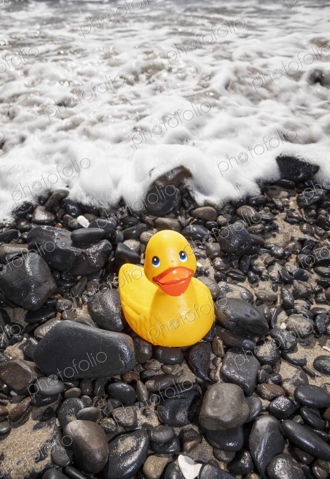 Bright yellow rubber duck sits on wet rocks at the edge of the shore in Florence,…