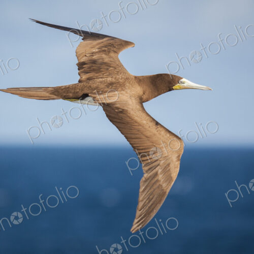 Brown Booby in flight over the ocean. Brown Booby in flight over the ocean.