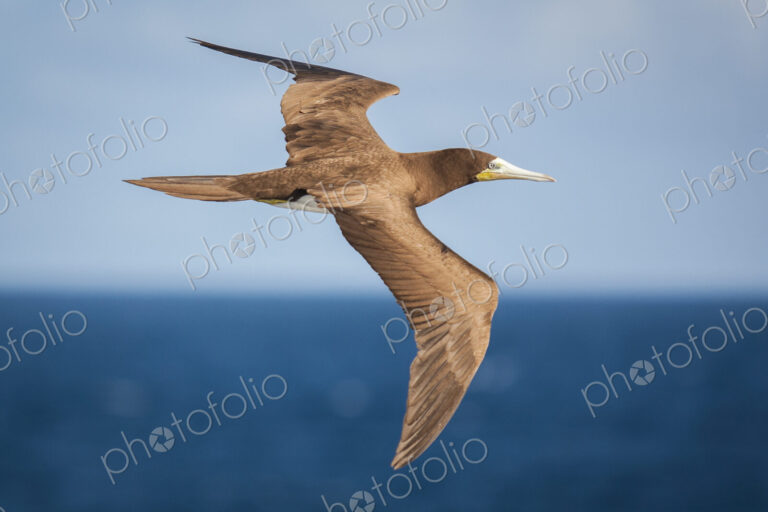 Brown Booby in flight over the ocean.