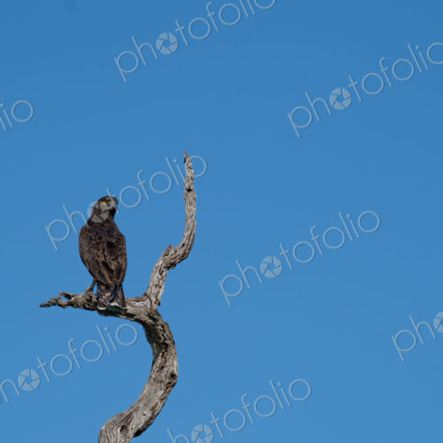 Brown Snake Eagle, Circaetus cinereus, brown snake eagle perched in a tree. Brown Snake Eagle, Circaetus cinereus, brown snake eagle perched in a tree.