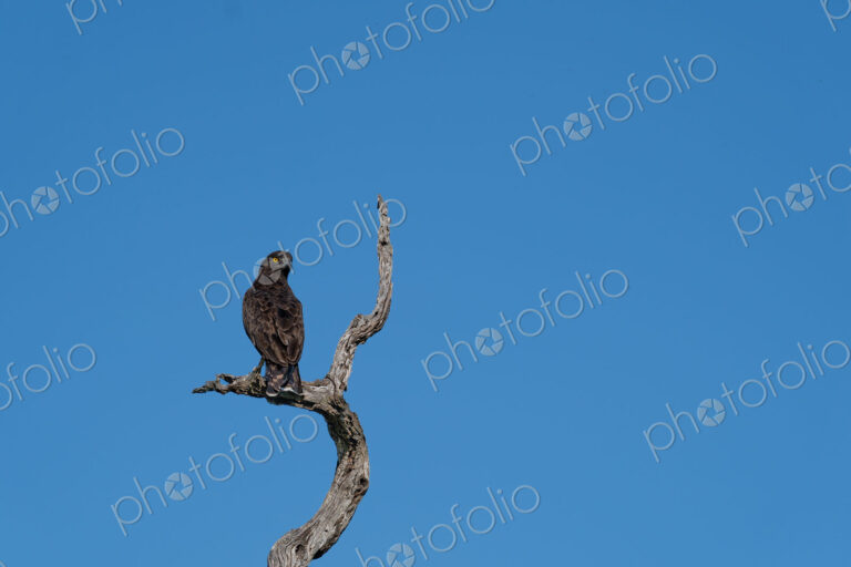 Brown Snake Eagle, Circaetus cinereus, brown snake eagle perched in a tree.