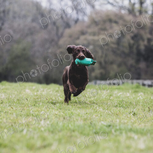 Brown Spaniel dog running across a field, retrieving green toy. Brown Spaniel dog running across a field, retrieving green toy.