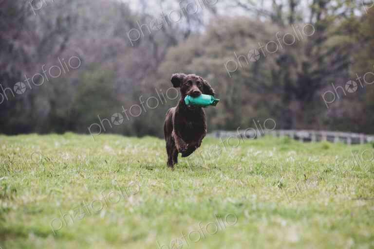 Brown Spaniel dog running across a field, retrieving green toy.