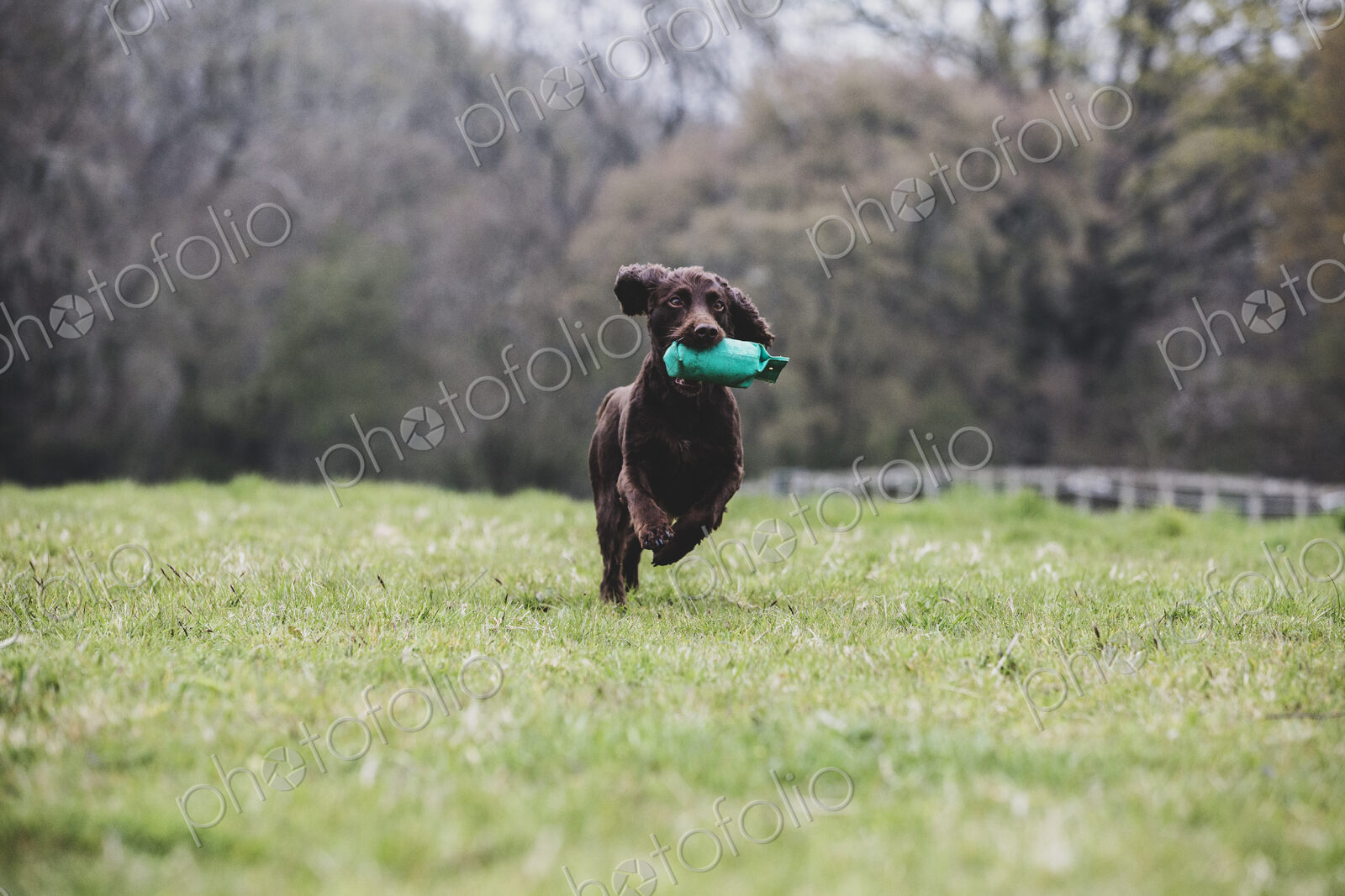 Brown Spaniel dog running across a field, retrieving green toy.