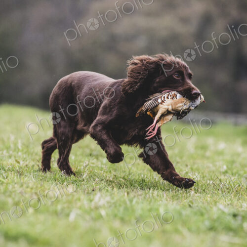 Brown Spaniel dog running across a field, retrieving pheasant. Brown Spaniel dog running across a field, retrieving pheasant.