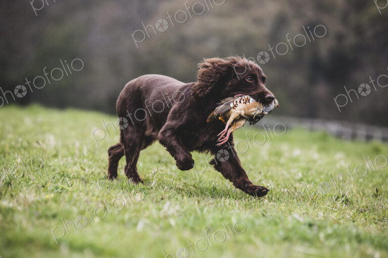 Brown Spaniel dog running across a field, retrieving pheasant.