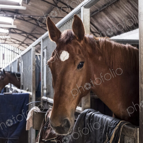 Brown bay horse looking out of its box at a stable. Brown bay horse looking out of its box at a stable.