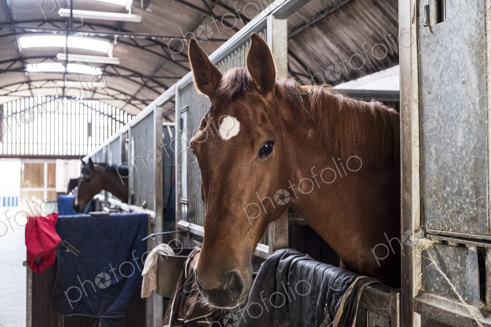 Brown bay horse looking out of its box at a stable.