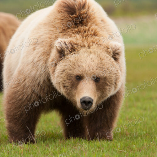 Brown bear, Katmai National Park, Alaska, USA Brown bear, Katmai National Park, Alaska, USA