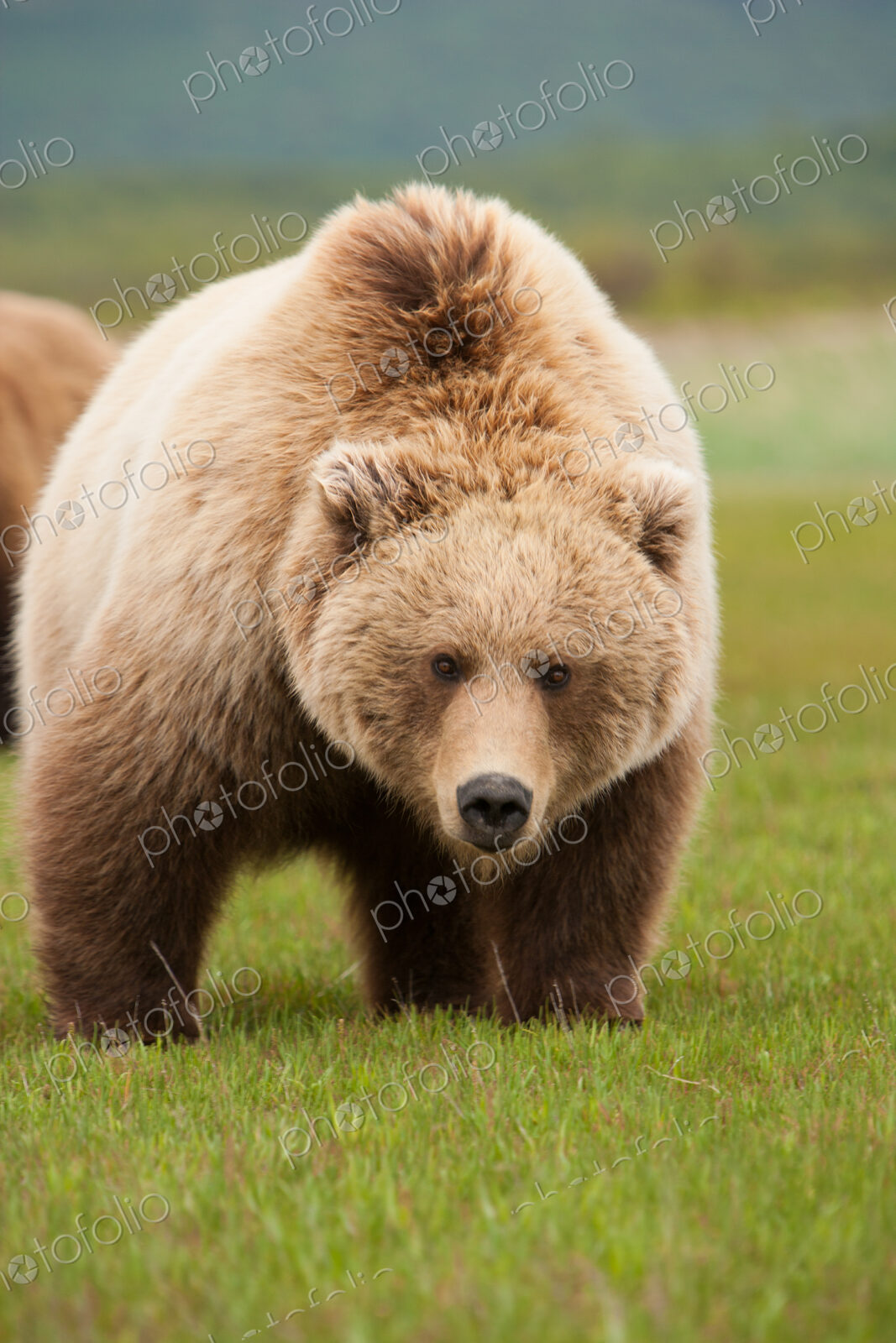 Brown bear, Katmai National Park, Alaska, USA